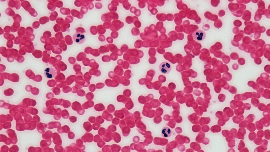 Adipotide (FTPP): What the Research Shows 1 Stained smear of human blood cells viewed under a microscope