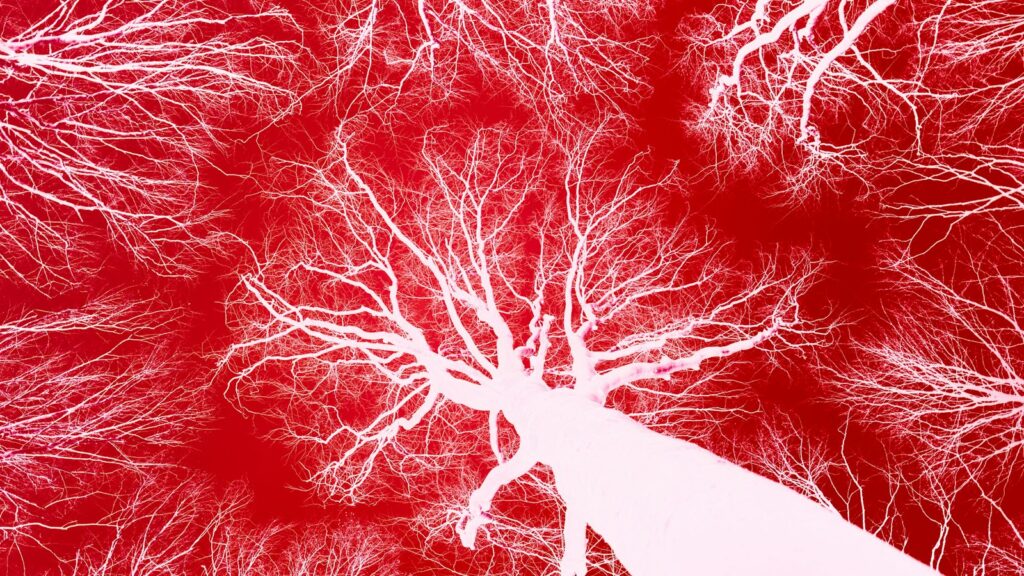 Bare tree branches shown in white against a deep red background, forming a dense branching network