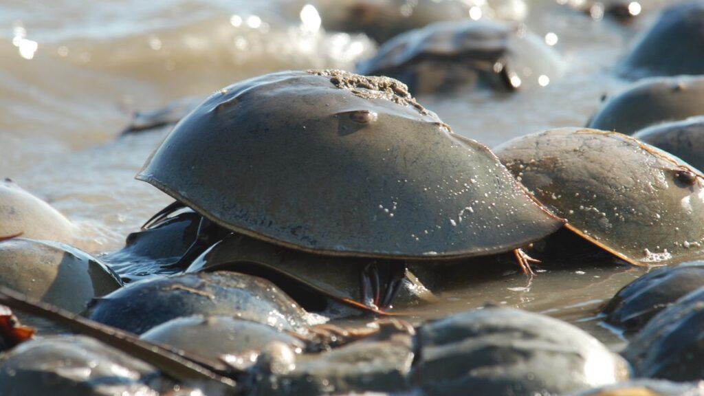 Endotoxin in Research Peptides: What It Is and Why It Matters 1 Atlantic horseshoe crabs coming ashore on a beach at Mispillion Harbor, Delaware