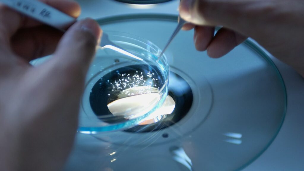 Gloved hands using fine tweezers to move small white particles in a glass petri dish