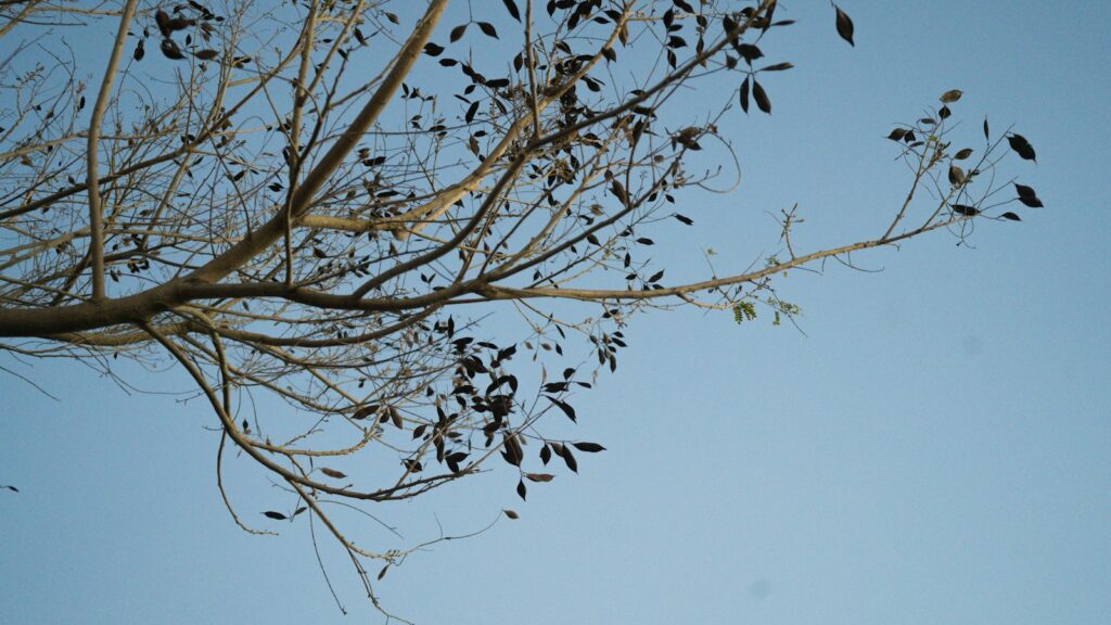 Neurotrophic Factors: NGF, BDNF and the Neurogenesis Question 1 Leafless tree branches forming a fine branching pattern against a clear blue sky