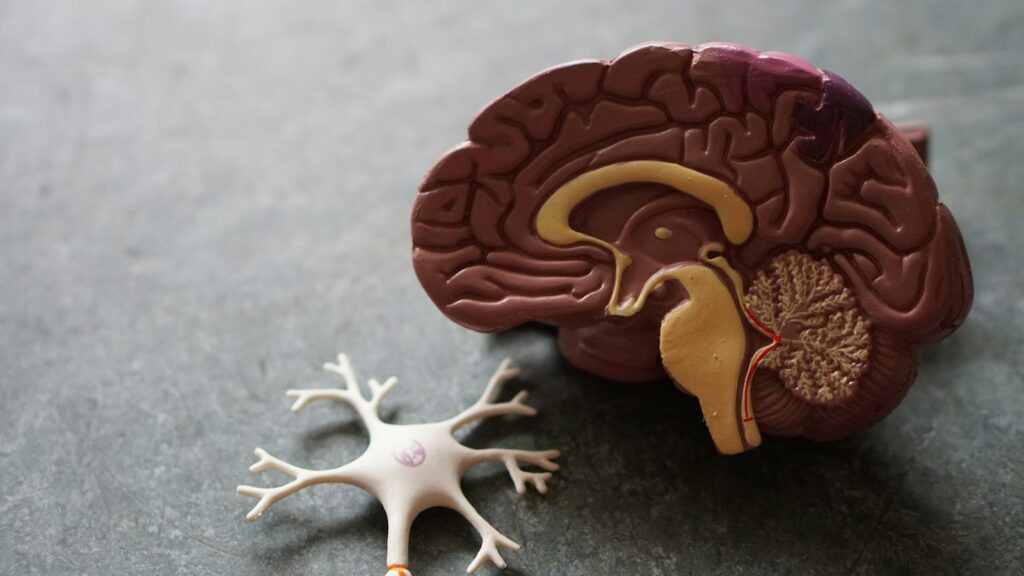 Anatomical model of a human brain, illustrating Semax and Selank neuropeptide research