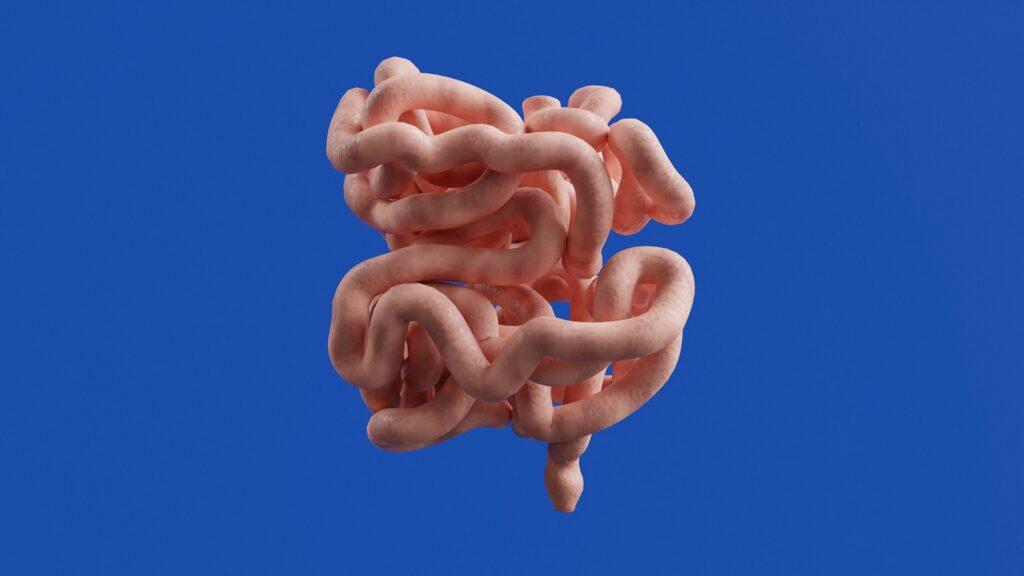 Vasoactive Intestinal Peptide (VIP): What the Research Shows 1 3D render of the human small intestine